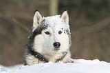 SIBERIAN HUSKY 190